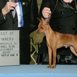 Miniature Pinschers from Redhawk Kennels