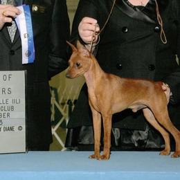 Miniature Pinschers from Redhawk Kennels