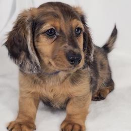 Bucket - Dapple male Dachshund puppy in Sacramento, California from MiniDoxPups