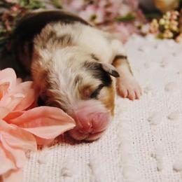 Australian Shepherd Puppies from Haulin' Auss Shepherds