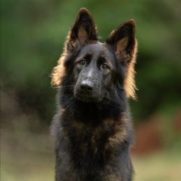 Lumi - German Shepherd