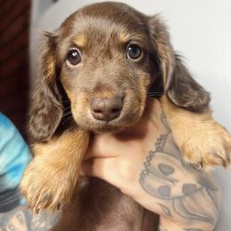 Dachshund Puppies from Teenie Tiny Doxies