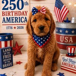 Ginger - Red  female Goldendoodle puppy in Rocky Point, North Carolina from CelticDoods
