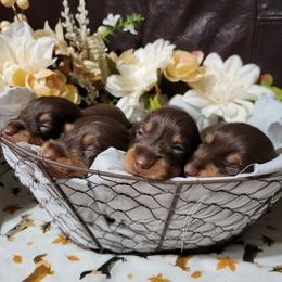 Ruby - Dachshund