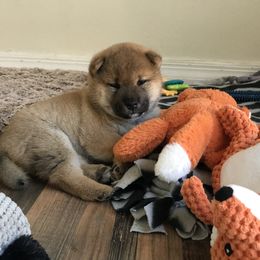 Shiba Inu Puppies from Absolute Shibas
