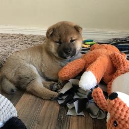 Shiba Inu Puppies from Absolute Shibas