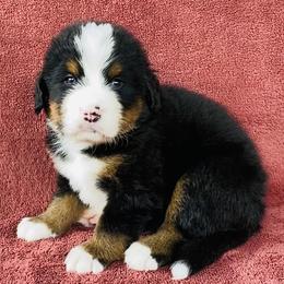 Olive Green Collar Male - Black rust and white male Bernese Mountain Dog puppy in Bristol, Tennessee from Holston Hollow Farm