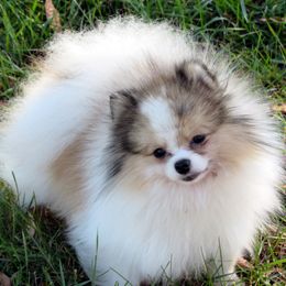 Felik - Pomeranian