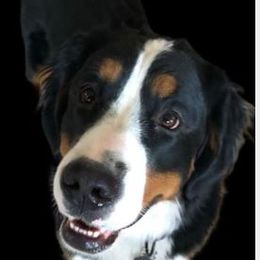 Bella - Bernese Mountain Dog