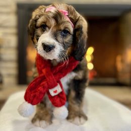 Bernedoodle and Goldendoodle Puppies from Apricot Roots Doodles
