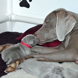 Weimaraner Puppies from Platinum Weimaraners