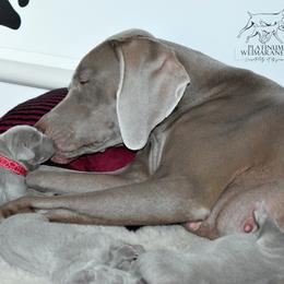 Weimaraner Puppies from Platinum Weimaraners