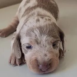 Dachshunds from Dixie Doxies