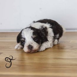 Chewy - Parti male Miniature Schnauzer puppy in Diamond Valley, Utah from JoJo's Schnauzers
