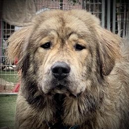 Rahn - Caucasian Shepherd Dog