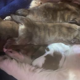 Shih Tzu Puppies from LiL ShihtZ