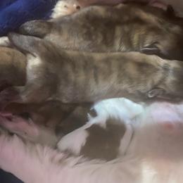 Shih Tzu Puppies from LiL ShihtZ