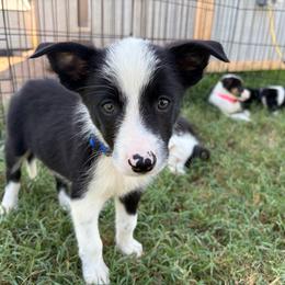 Wyatt - Blue - Black and white male Border Collie puppy in Shawnee, Oklahoma from Cross K Working Collies - Pure Bred Border Collies