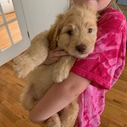Goldendoodle Puppies from Goldendoodles of Vanhoy Farms