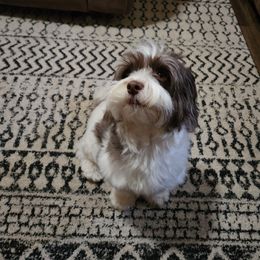 Loki - Havanese