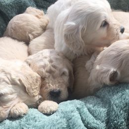 Goldendoodle Puppies from Blue Valley Goldendoodles