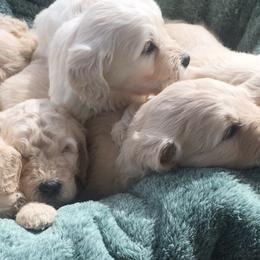 Goldendoodle Puppies from Blue Valley Goldendoodles