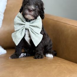 Australian Labradoodle, Bernedoodle, Double Doodle, Goldendoodle, and Labradoodle Puppies from Delta Doodless