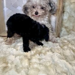 Smoochie - Poodle