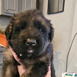 Mr White - Black and red male German Shepherd puppy in Newaygo, Michigan from Sterley Shepherds