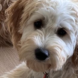 French Bulldogs, Goldendoodles, and Golden Retrievers from SoCalFamilyFrenchies, Doodles and more