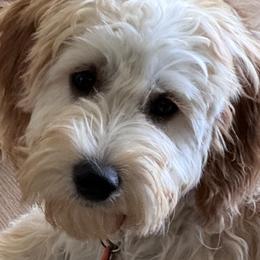 French Bulldogs, Goldendoodles, and Golden Retrievers from SoCalFamilyFrenchies, Doodles and more