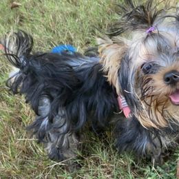 Mal-Shis, Pomeranians, Shih Tzus, and Yorkshire Terriers from Gibbs Gorgeous Paws LLC