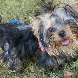 Mal-Shis, Pomeranians, Shih Tzus, and Yorkshire Terriers from Gibbs Gorgeous Paws LLC