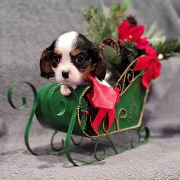 Albert - Tri-color male Cavalier King Charles Spaniel puppy in Cresthill, Illinois from KonopkaKennelsLLC