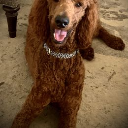 Murphy - Poodle