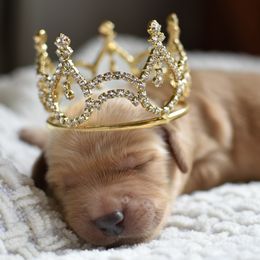 Goldendoodle Puppies from Edge Farm Goldendoodles