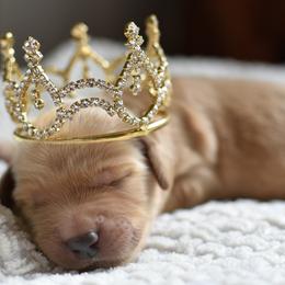 Goldendoodle Puppies from Edge Farm Goldendoodles