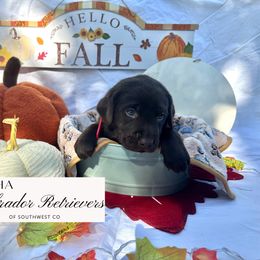 Red collar - Chocolate female Labrador Retriever puppy in Cortez, Colorado from Aloha Lab Pups of SW Colorado