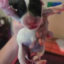 Male pup 1 - White and black male Smooth Fox Terrier puppy in Lake City, Florida from Providence Kennels