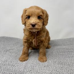 Ruby - Caramel female Australian Labradoodle puppy in Sacramento, California from Little Farmstead Labradoodles