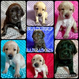 Labrador Retriever Puppies from Blackbird Labradors