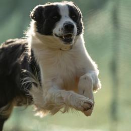Border Collies from Cloudland bordercollie