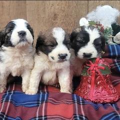 Saint Berdoodle and Saint Bernard Puppies from PNW Saint Berdoodles