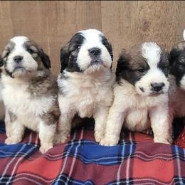 Saint Berdoodle and Saint Bernard Puppies from PNW Saint Berdoodles