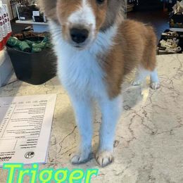 Shetland Sheepdog Puppies from DK'S Sassy River Shelties