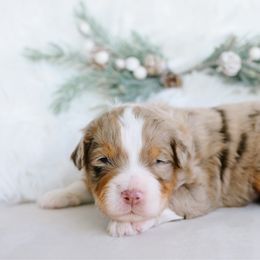 Walter - male Australian Mountain Doodle puppy in Spanish Fork, Utah from K Brand Doodles