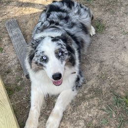 Jovie - Australian Shepherd