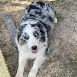 Jovie - Australian Shepherd