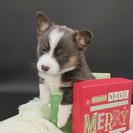 Lassiter(1600) - Blue male Pembroke Welsh Corgi puppy in Dickeyville, Wisconsin from J&R Shepherds & Corgis
