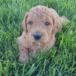 Joy (Red Collar) - Apricot female Goldendoodle puppy in Lincoln, California from Lincoln Goldendoodles